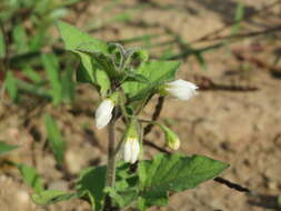 Image of European Black Nightshade