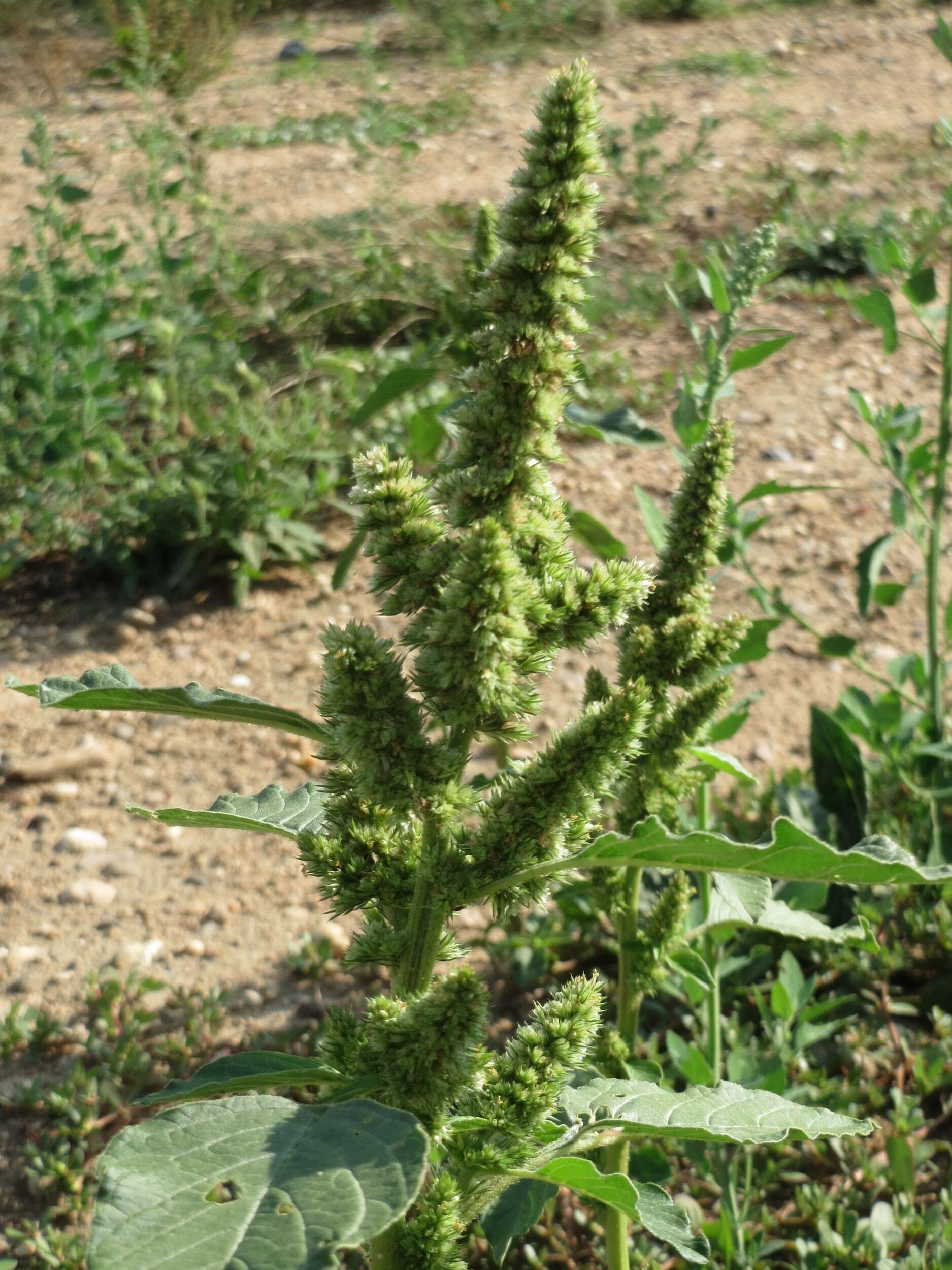 Image of redroot amaranth