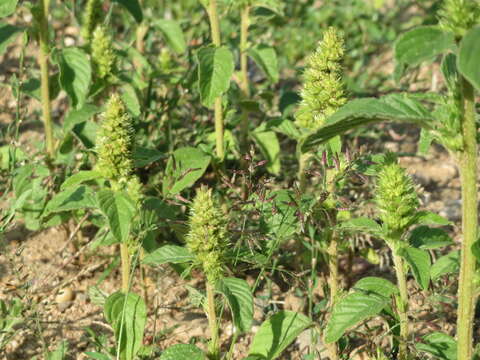 Image of redroot amaranth