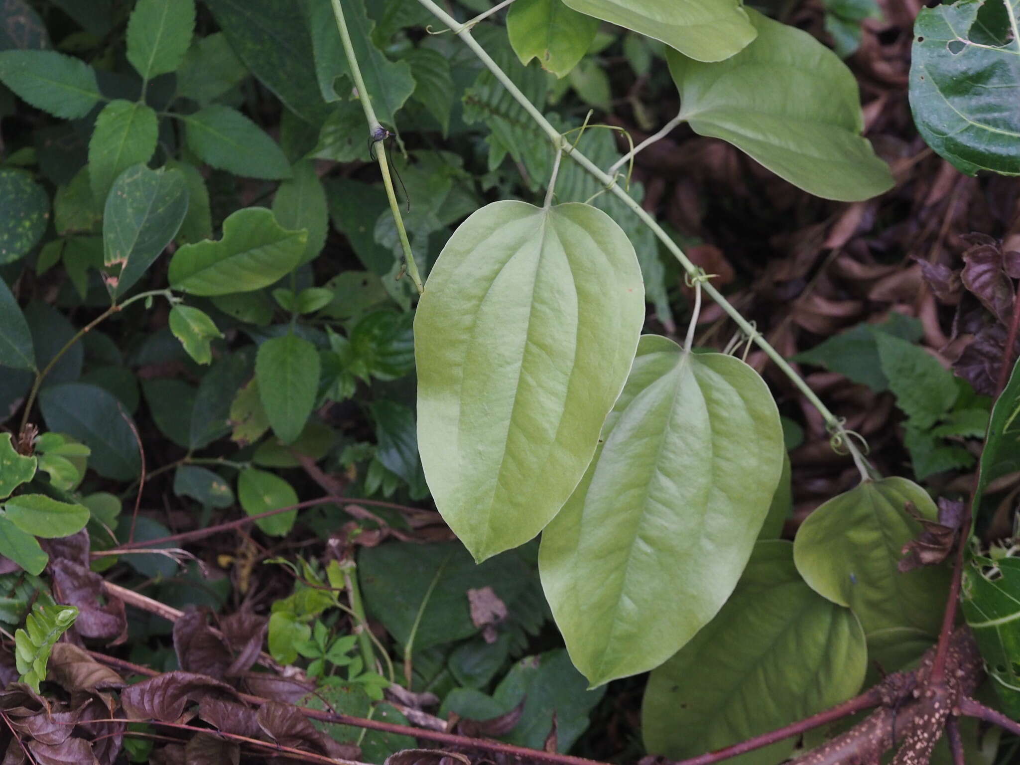 Image of Smilax seisuiensis (Hayata) P. Li & C. X. Fu