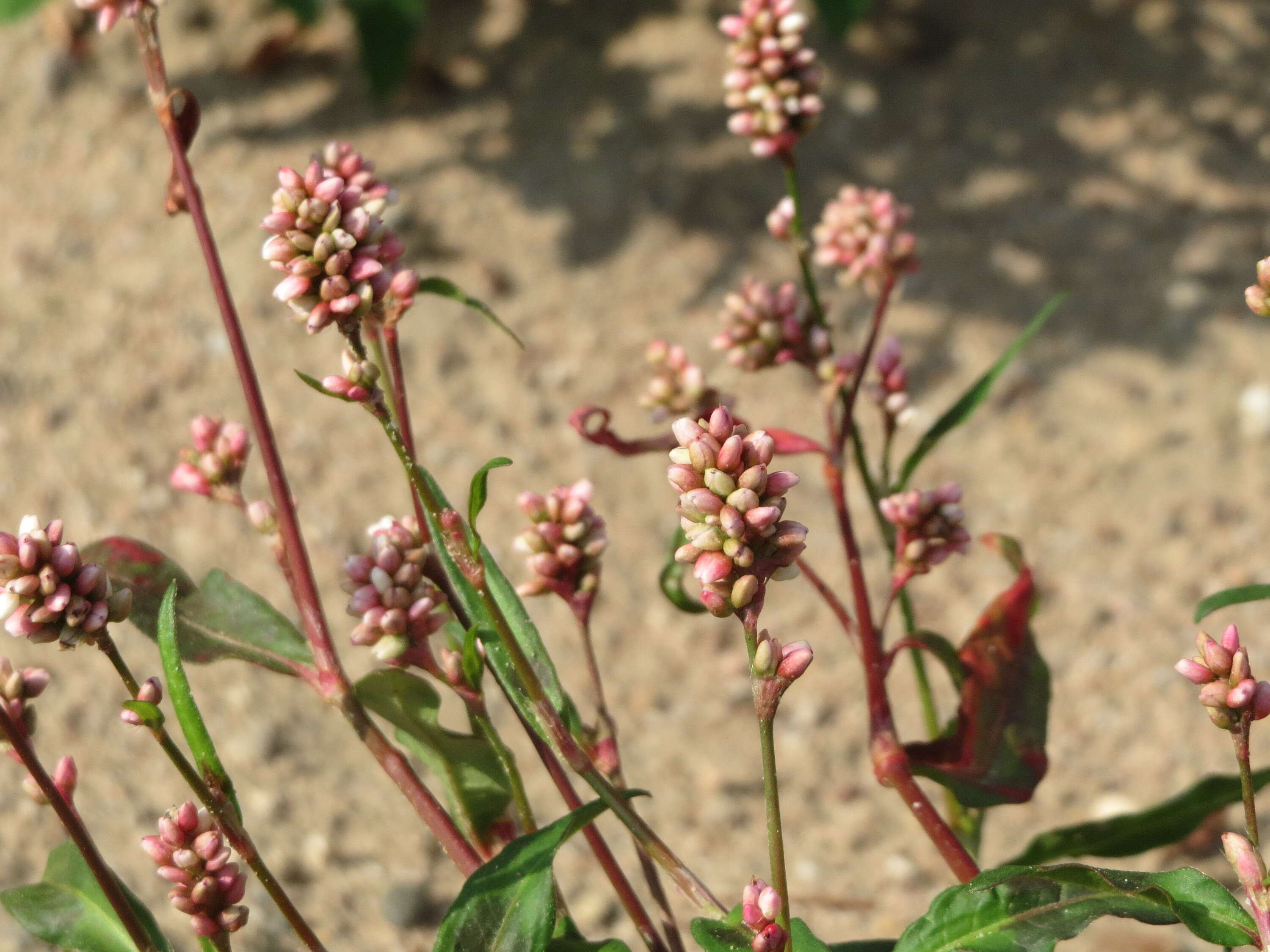 Image of Dock-Leaf Smartweed