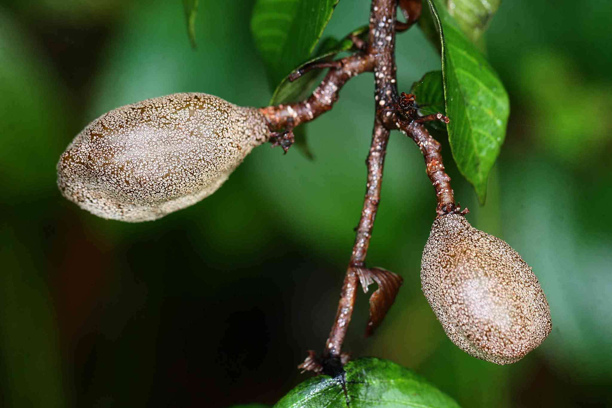 Image of Parinari campestris Aubl.