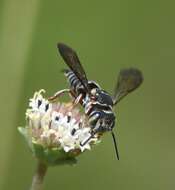 Image of Coelioxys mexicanus Cresson 1878