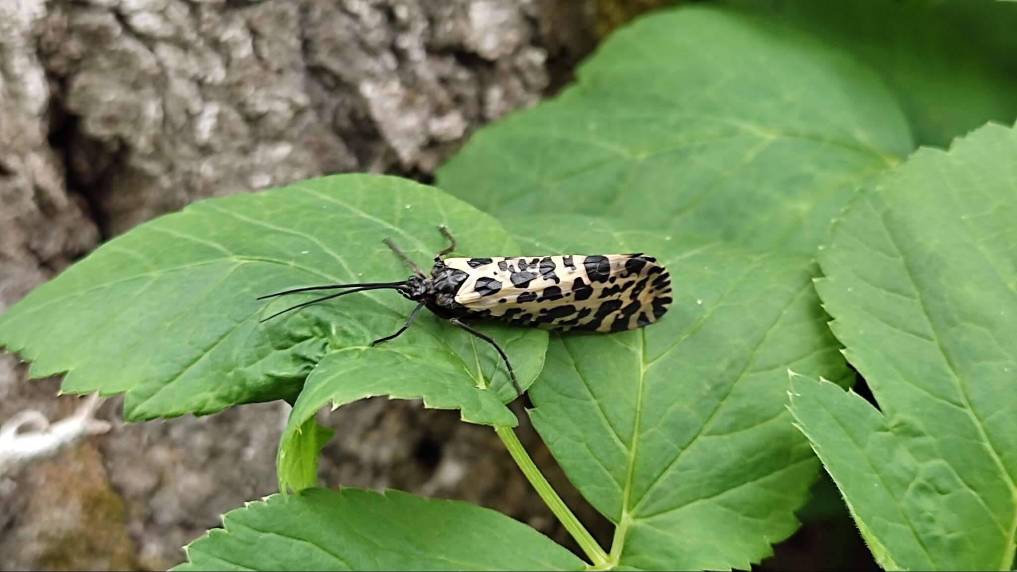 Image of Semblis phalaenoides (Linnaeus 1758)