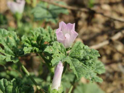 Image of common mallow