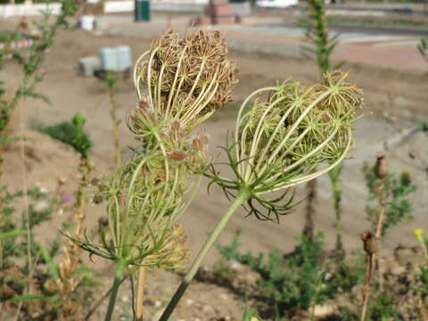 Image of Queen Anne's lace