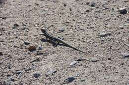 Image of Cerralvo Island Whiptail