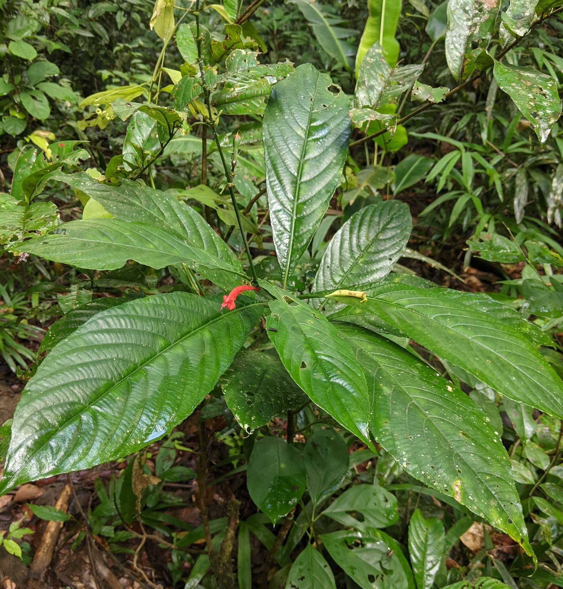 Image of Ruellia fulgens (Bremek.) E. A. Tripp