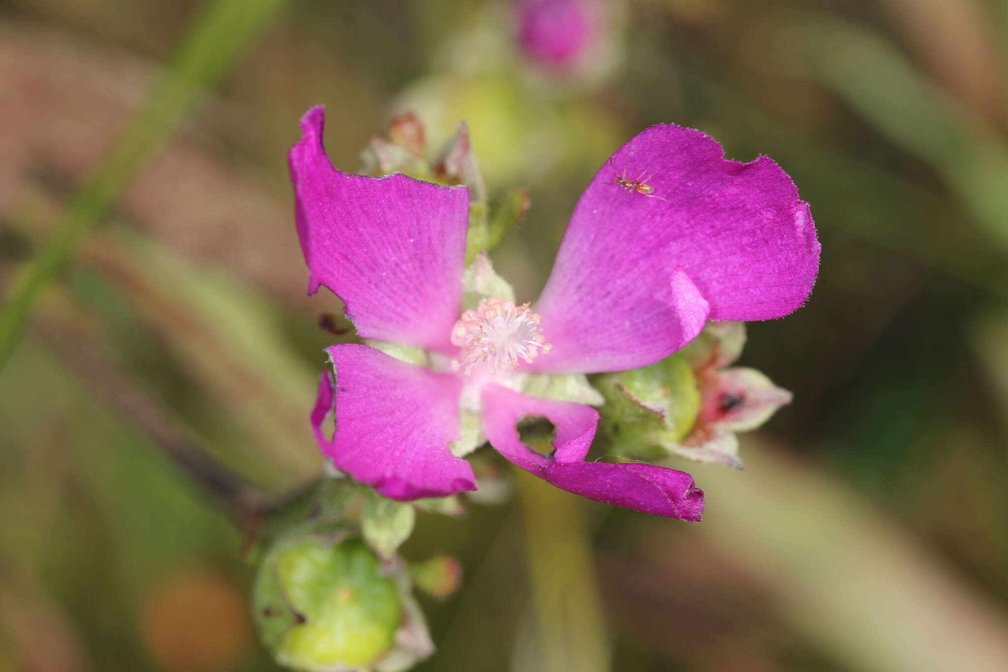 Callirhoe triangulata (Leavenw.) Gray resmi