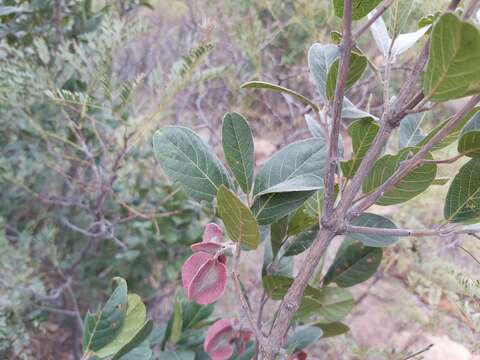 Image of Combretum moggii Exell