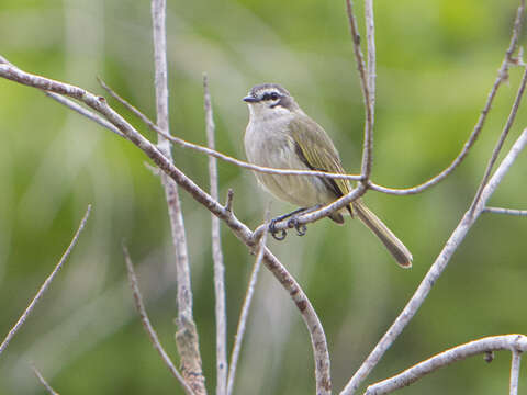 Image of Venezuelan Tyrannulet