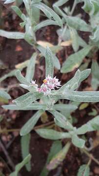 Image of Helichrysum candolleanum Buek