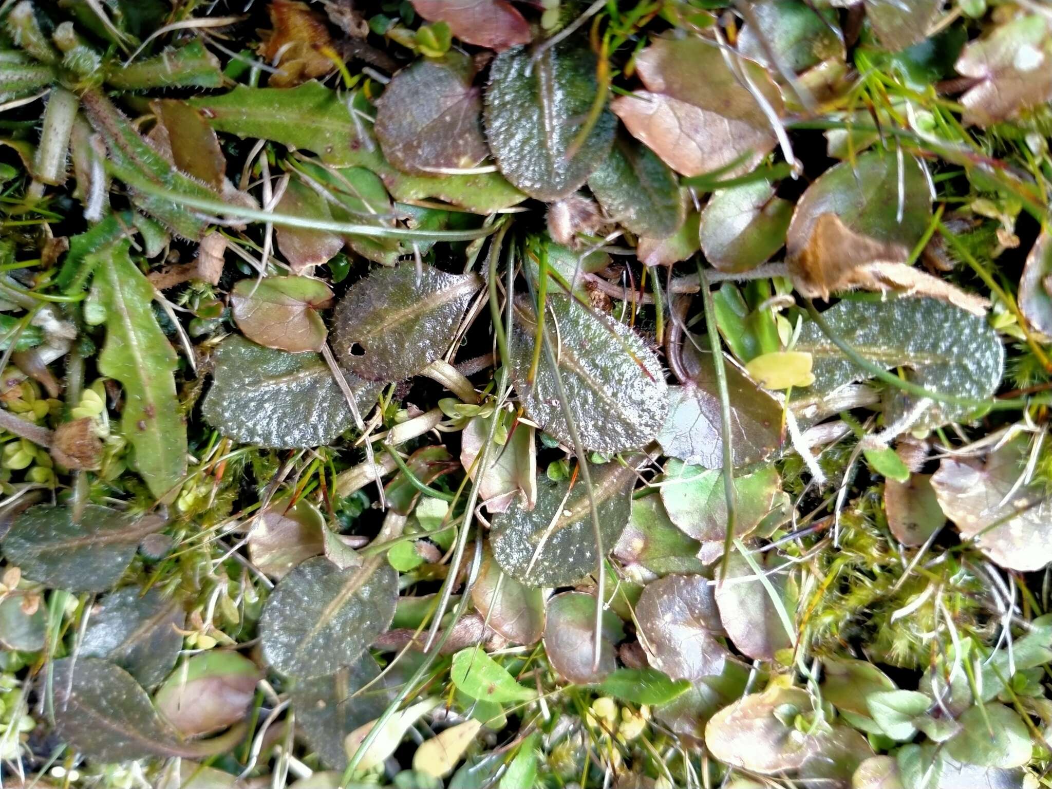 Image of Mazus arenarius P. B. Heenan, P. N. Johnson & C. J. Webb