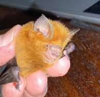 Image of Sooty Leaf-nosed Bat