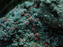 Imagem de <i>Placopsis rhodophthalma</i>