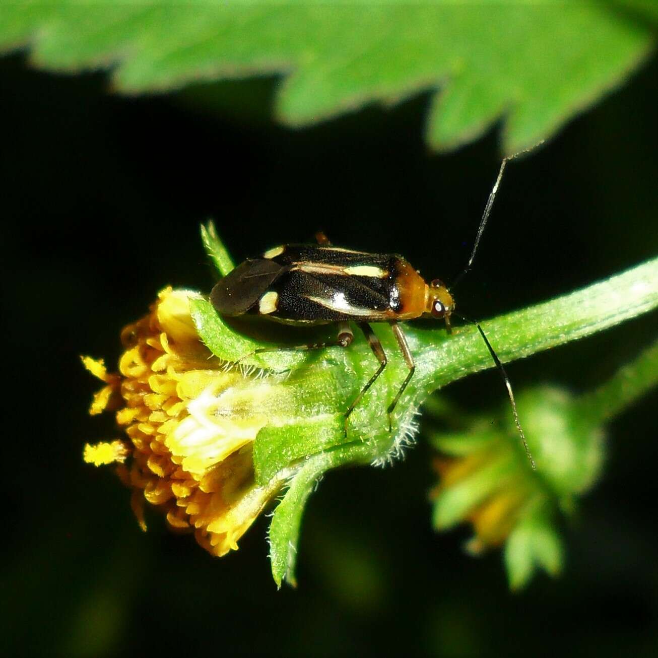 Image of Horciasinus signoreti (Stal 1859)