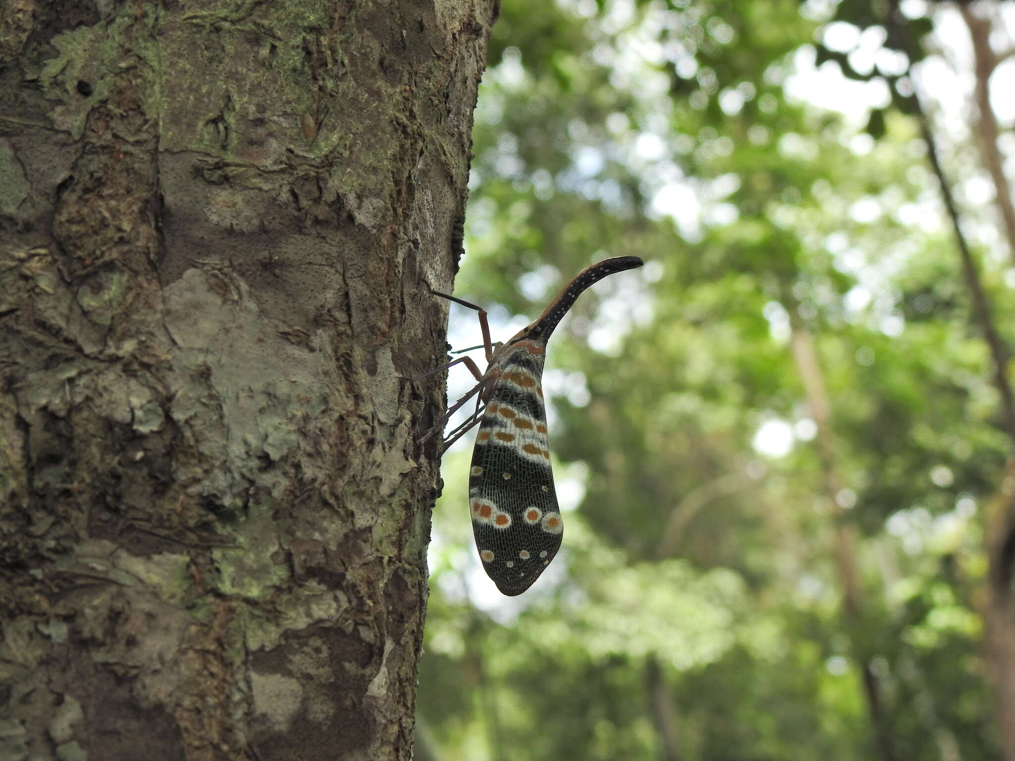 Image of Pyrops spinolae (Westwood 1842)