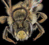Image of Andrena cragini Cockerell 1899