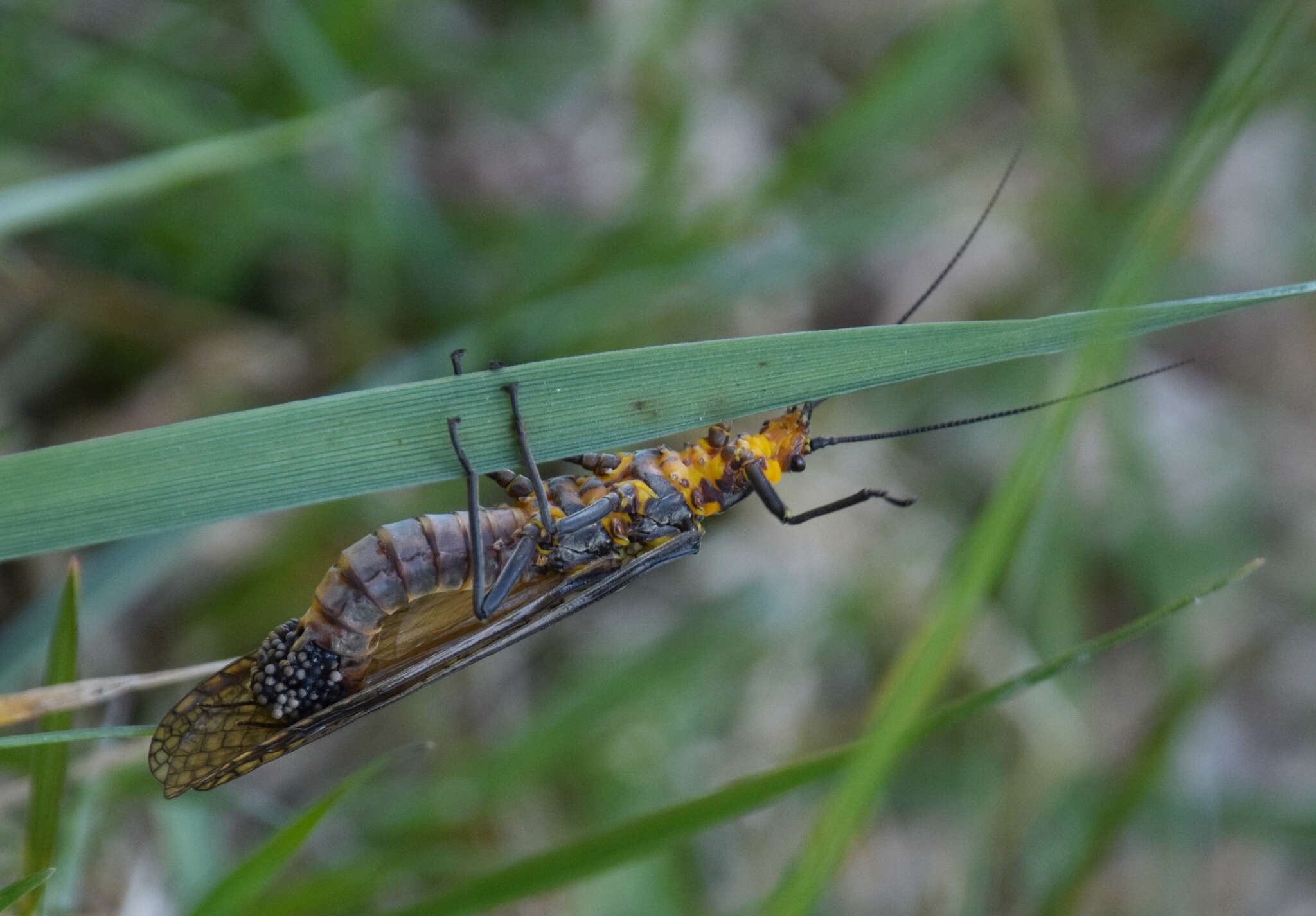 Image of Giant Salmonfly