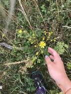 Image of hoary ragwort