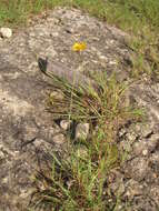 Image de Thelesperma simplicifolium (A. Gray) A. Gray