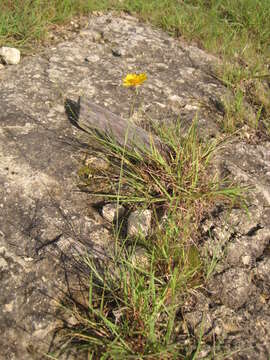 Image of Edwards Plateau greenthread