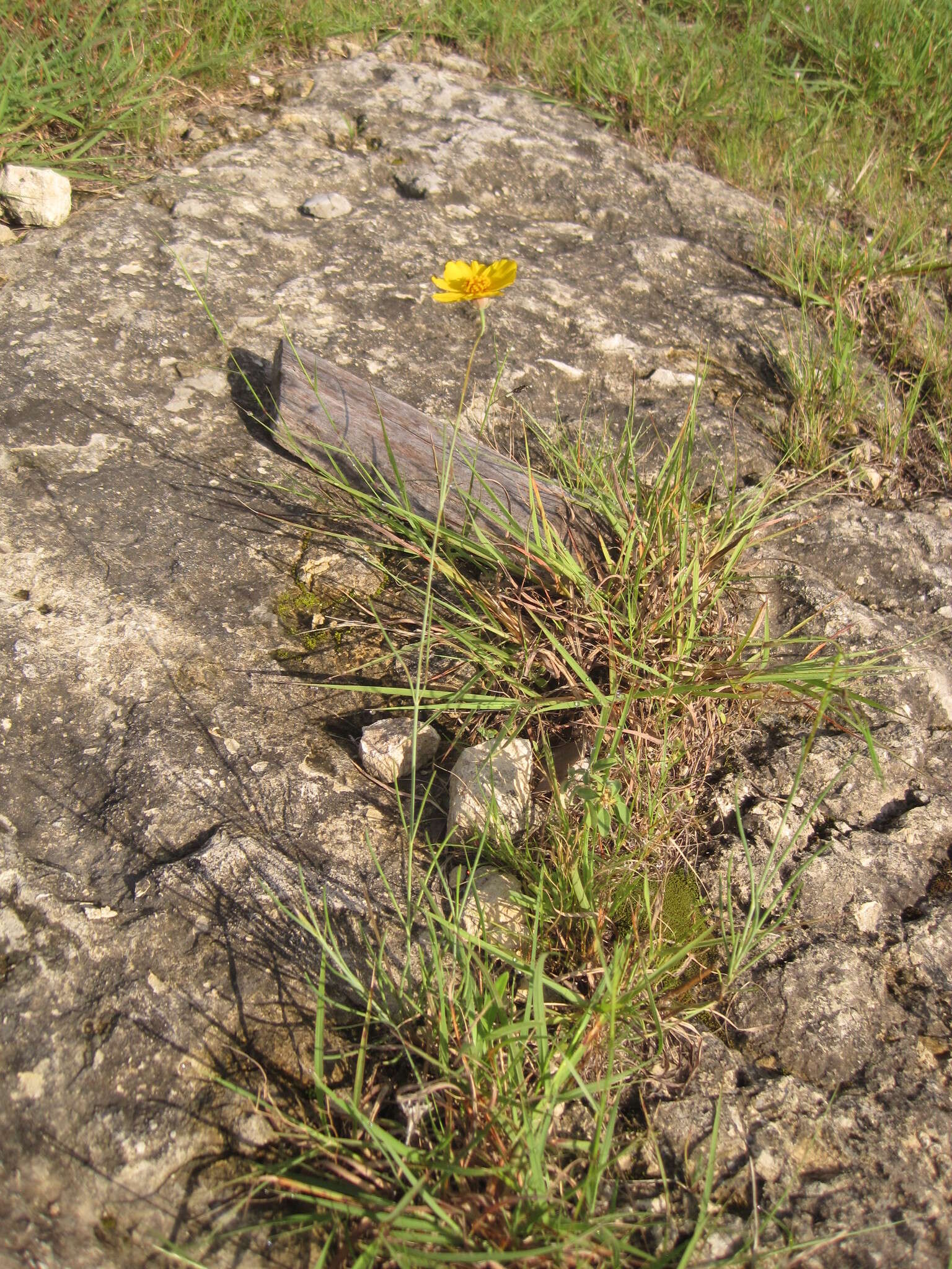 Image de Thelesperma simplicifolium (A. Gray) A. Gray