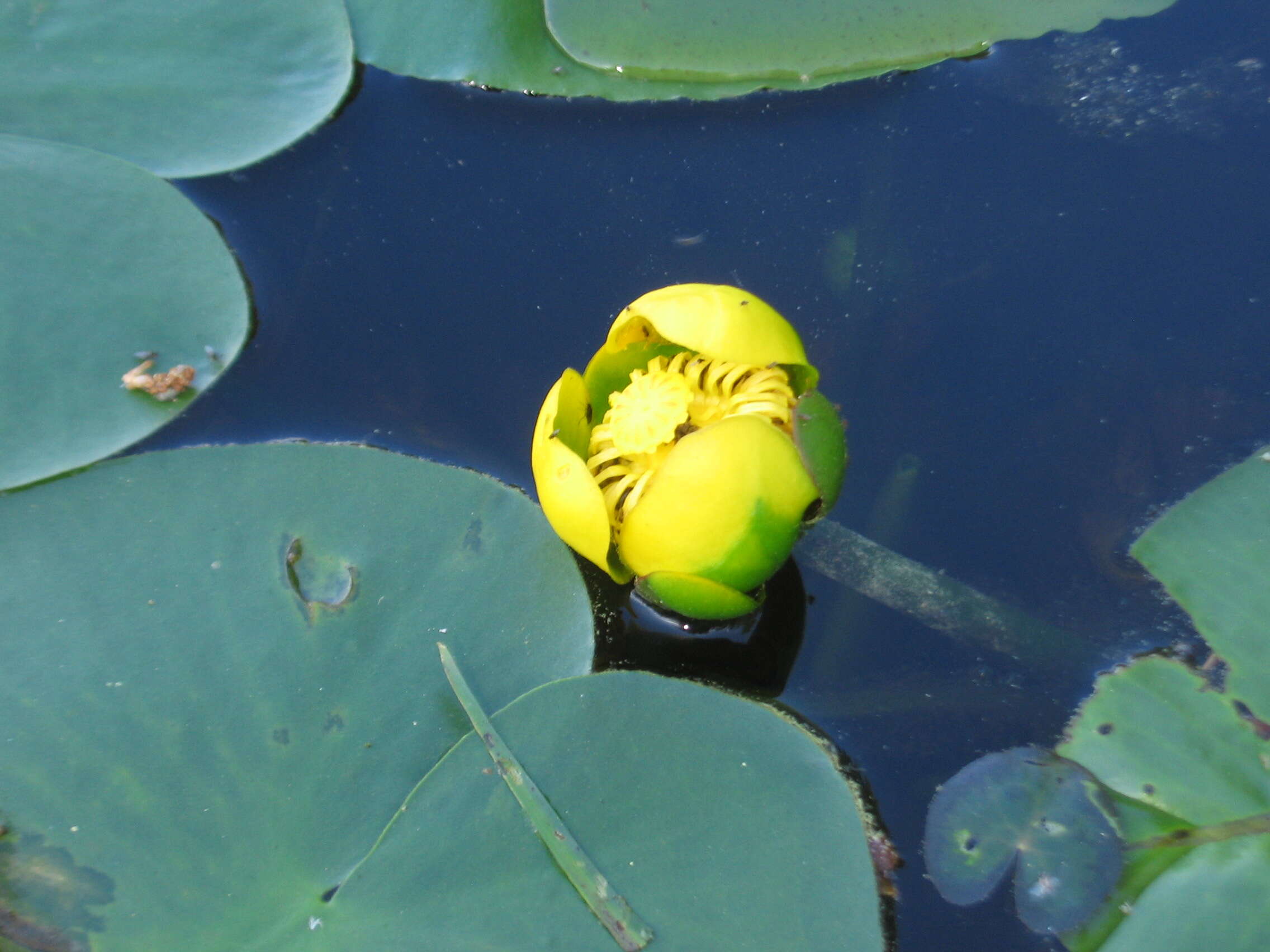 Image de Nuphar variegata Engelm. ex Dur.