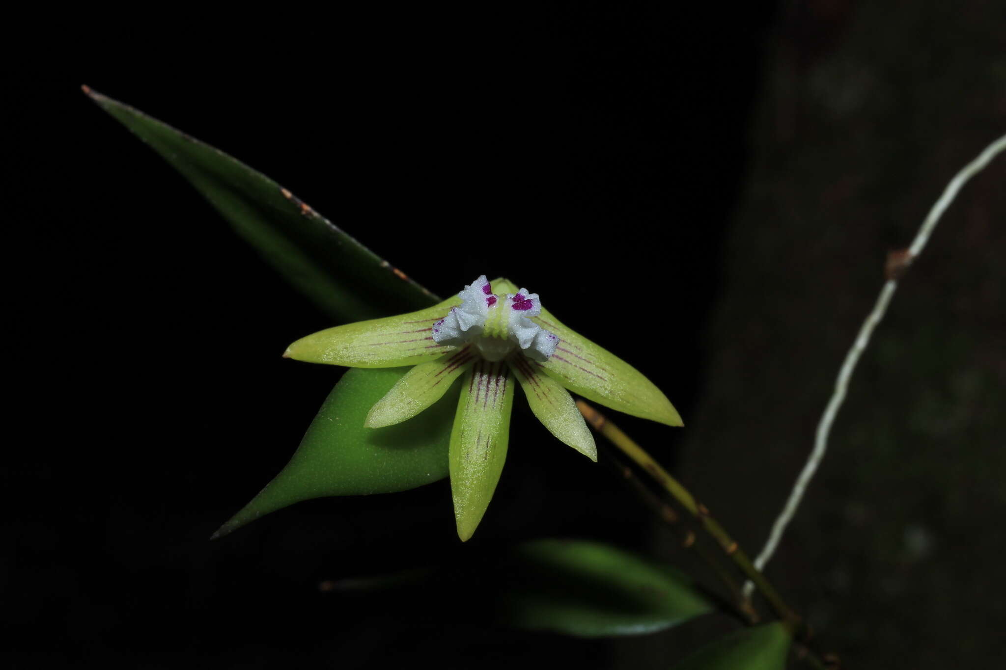 Imagem de Dendrobium pugioniforme A. Cunn. ex Lindl.