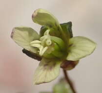 Слика од Heliophila elongata (Thunb.) DC.