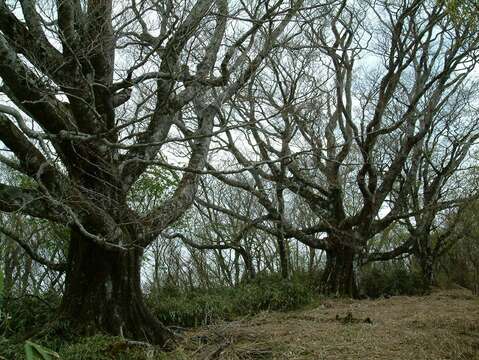 Image of Japanese Beech