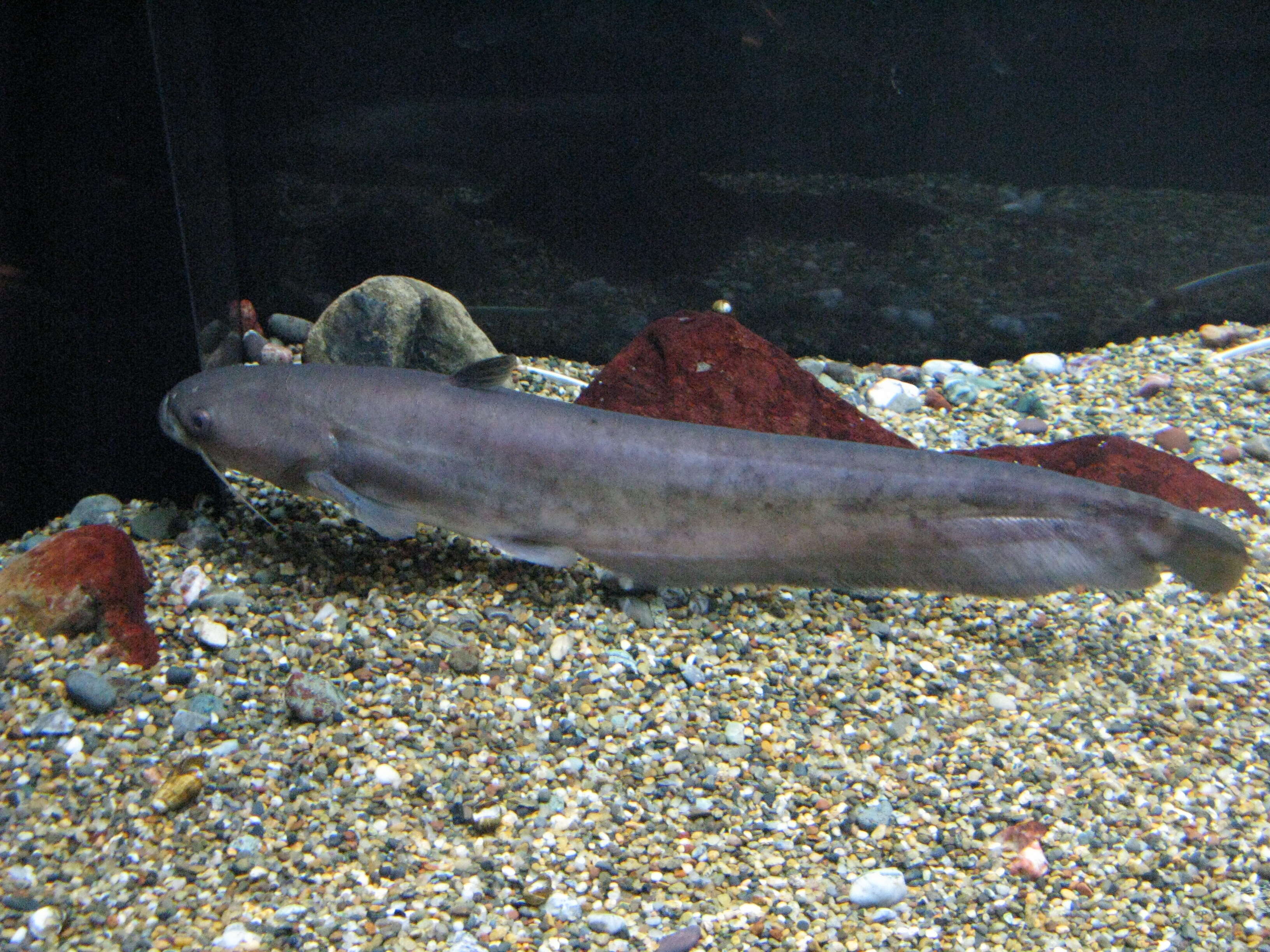 Image of Eurasian catfish