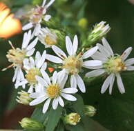 Image of calico aster