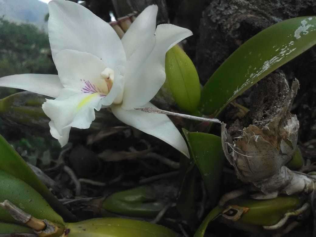 Image de Laelia anceps subsp. dawsonii (J. Anderson) Rolfe