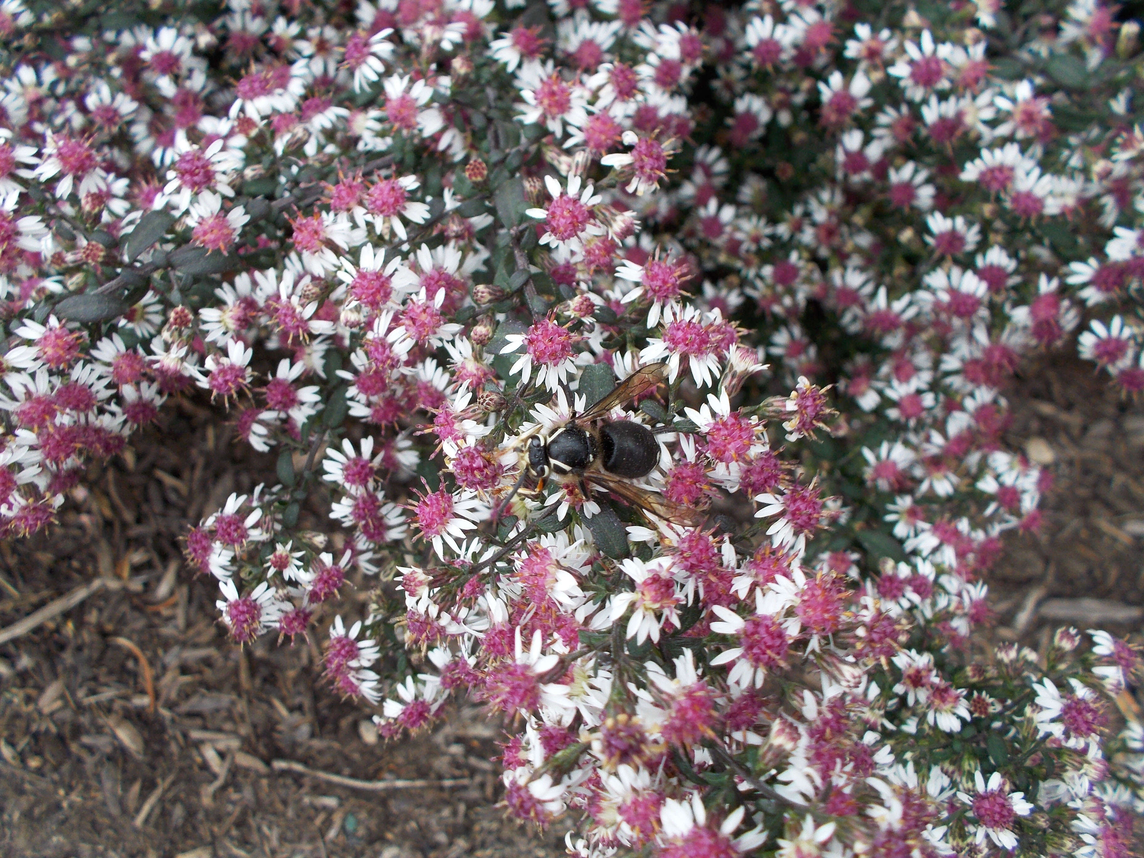 Image of Bald-faced Hornet