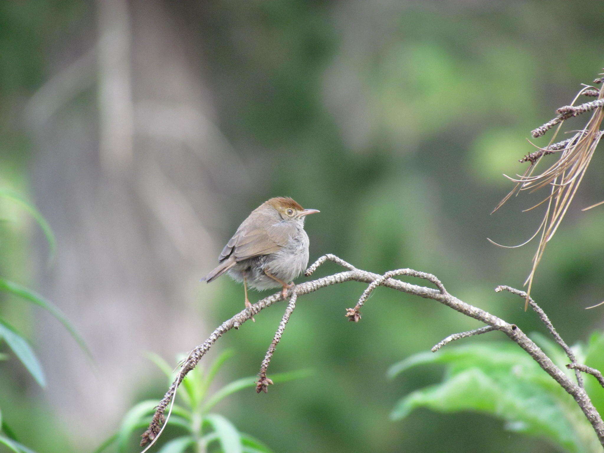 Imagem de Cisticola fulvicapilla (Vieillot 1817)