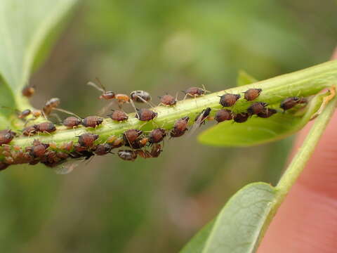 Imagem de Aphis (Aphis) ceanothi Clarke & W. T. 1903