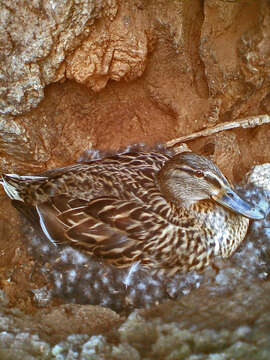 Image of Common Mallard