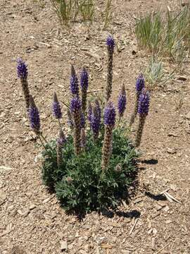 Image of crowded lupine