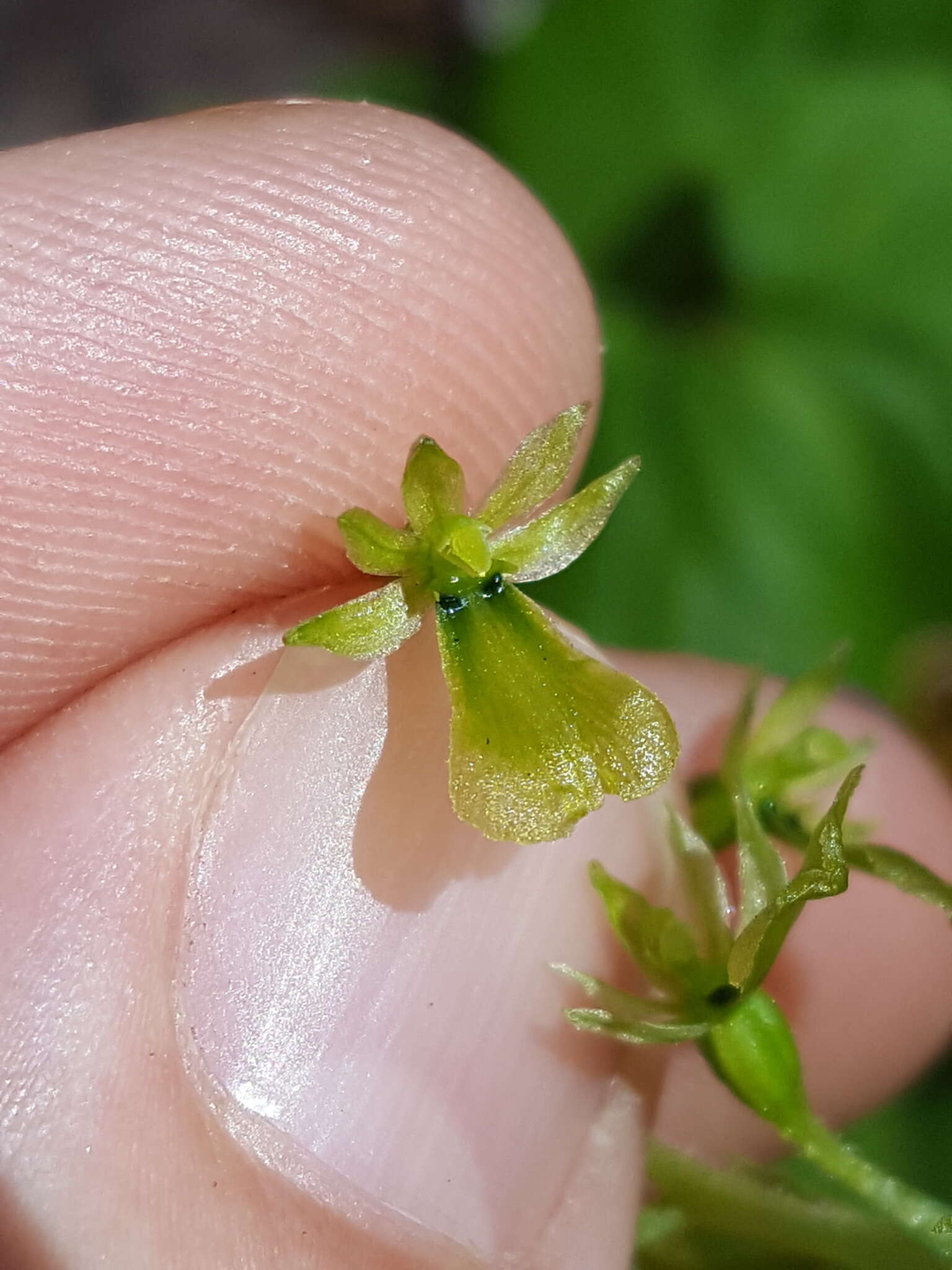 Neottia banksiana (Lindl.) Rchb. fil. resmi