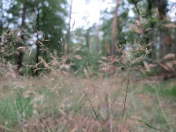 Image of Colonial bent(grass)