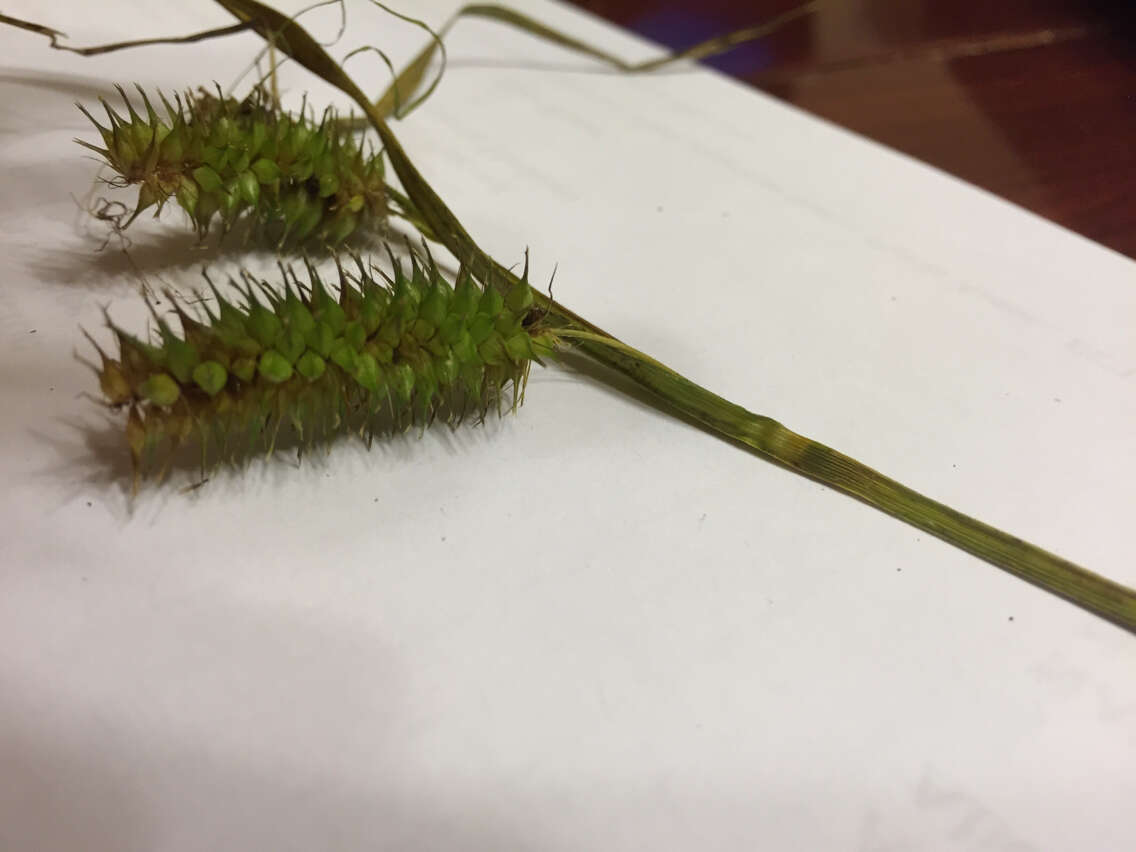 Image of bottlebrush sedge