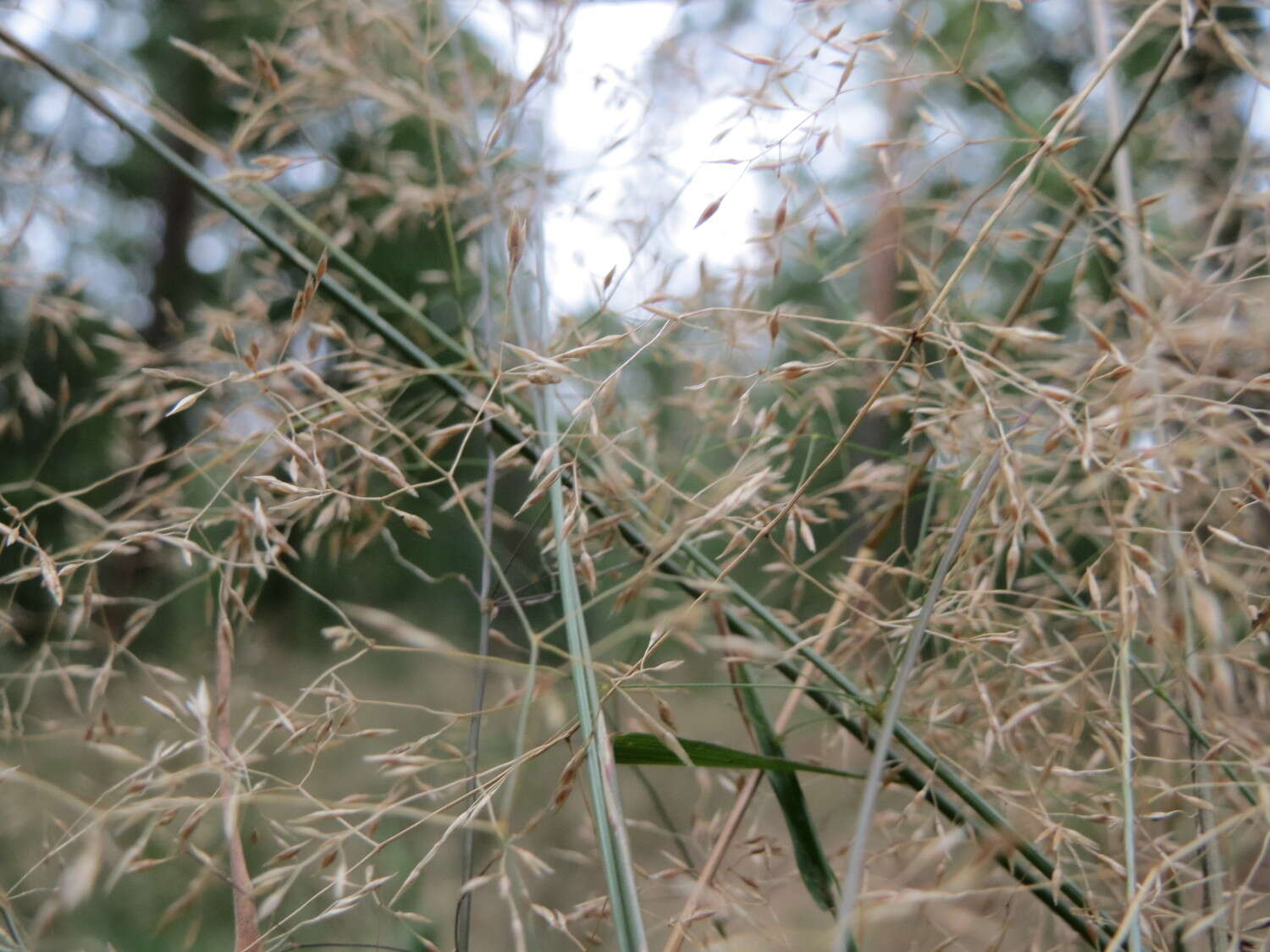 Image of Colonial bent(grass)