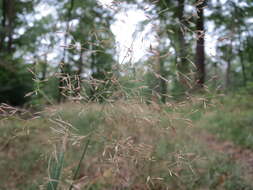 Image de Agrostis commun