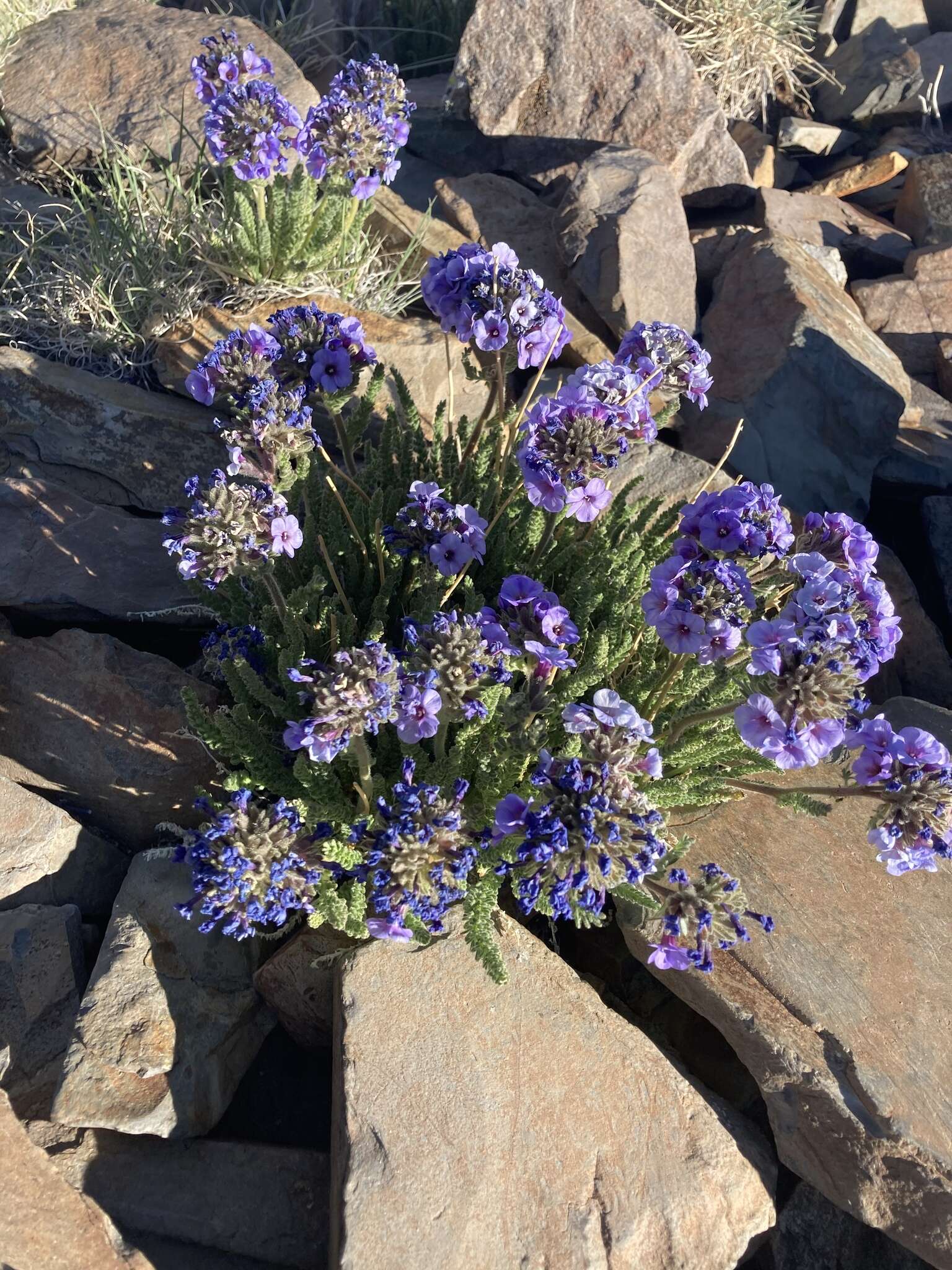 Слика од Polemonium eximium Greene