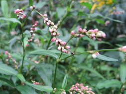 Image of Water-pepper