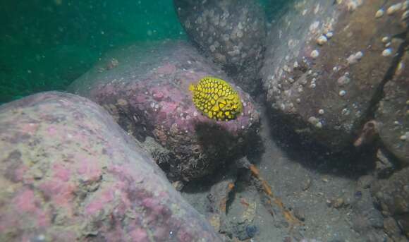 Image of pinecone fishes