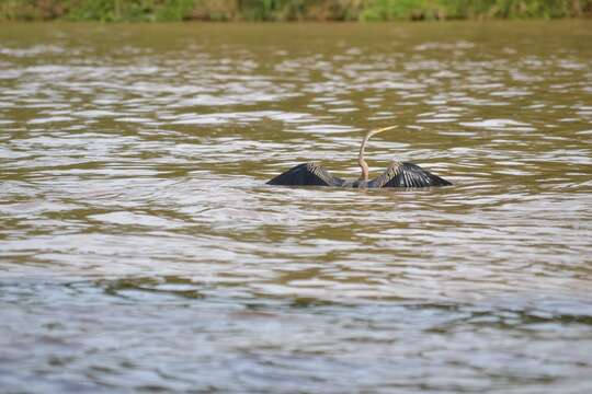 Image of Oriental Darter