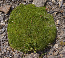 Image of moss campion
