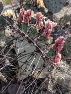 Opuntia azurea var. diplopurpurea的圖片